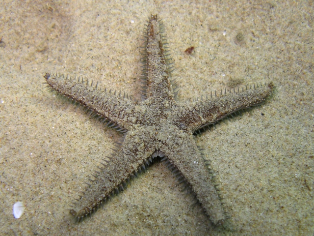 Astropecten spinulosus (Philippi, 1837)